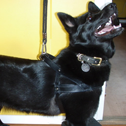 picture of a dogs harness